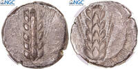 Stater Coin, Lucania, Metapontion, graded, NGC, Ch VF -