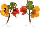3. Reich Orden DRK Mohnblüten -