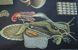 Bundesrepublik Deutschland 50er-60er Jahre Schulwandkarte / Schul Lehrtafel / Rollbild Karte / Biologie / Weinbergschnecke 2-3