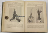 Deutsches Reich 1919 Ferdinand von Raesfeld / Das Rehwild / Naturbeschreibung, Hege und Jagd der Rehe 2-3