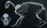 Bundesrepublik Deutschland 1964 Schulwandkarte / Rollbild Karte / Lehrtafel / Biologie / Hauskatze 2