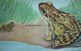 Bundesrepublik Deutschland 1966 Schulwandkarte / Rollbild Karte / Lehrtafel / Biologie / Brauner Grasfrosch 2