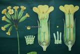 Bundesrepublik Deutschland um 1960 Schulwandkarte / Rollbild Karte / Lehrtafel / Biologie / Schlüsselblume / ... 2-3