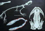 Bundesrepublik Deutschland um 1960 Schulwandkarte / Rollbild Karte / Lehrtafel / Biologie / Feuersalamander / ... 2
