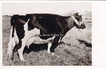 Norden O.J. Ansichtskarte / Postkarte / Ostfriesische Prämienkuh "Tischlerin 488730" geb. .. 2