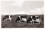 Norden O.J. Ansichtskarte / Postkarte / Ostfriesische Einzelzüchter-Sammlung 2