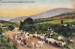 Winterberg Ansichtskarte / Postkarte / Ansicht aus Winterberg im Sauerland. Ziegenherde ... -