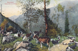 1914 Ansichtskarte / Postkarte / Sauerland. Ziegenherde im Gebirge. 2-3