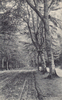 Demmin Ansichtskarte / Postkarte / Demmin. / Promenade im Devenerholz. -