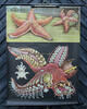 Bundesrepublik Deutschland Schulwandkarte / Rollbild Karte / Lehrtafel / Biologie / Roter Seestern / ... -