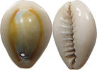CHINA  Cowry shell money SS+ 16,00 EUR  plus 5,99 EUR verzending