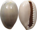 CHINA  Cowry shell money VZ 16,00 EUR  plus 5,99 EUR verzending