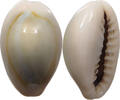 CHINA  Cowry shell money VZ 16,00 EUR  plus 5,99 EUR verzending