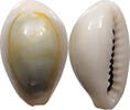 CHINA  Cowry shell money VZ 16,00 EUR  plus 5,99 EUR verzending
