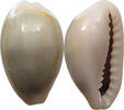 CHINA  Cowry shell money VZ 16,00 EUR  plus 5,99 EUR verzending