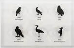 Deutschland Heimische Vögel - Sammlerdisplay (original VfS Weiden) -