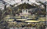 Deutschland Ansichtskarte Frankfurt am Main Palmengarten, Viktoria regia-Haus -