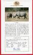 Somalia 250 Shillings Silbermünze 2000 Nashorn - Gefährdete Tierwelt - Endangered Wildlife proof in capsule with certificate