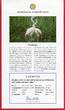 Kuba 10 Pesos Silbermünze 1994 Flamingo - Gefährdete Tierwelt - Endangered Wildlife (m. Farbauflage) proof in capsule with certificate