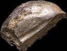 Roman Republic Awesome Ancient Silver Precoin - 13 mm / 2.03 gr. -