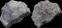 Roman Republic  Awesome Ancient Silver Precoin - 24 mm / 12.13 gr. VF