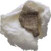 Ionien Ephesos Tessera Siegel -