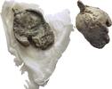 Ionien Ephesos Tessera Siegel -
