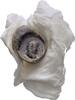 Ionien Ephesos Tessera Siegel -