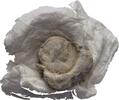 Ionien Ephesos Tessera Siegel -