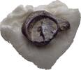 Ionien Ephesos Tessera Siegel -