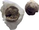 Ionien Ephesos Tessera Siegel -