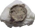 Ionien Ephesos Tessera Siegel -