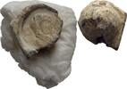 Ionien Ephesos Tessera Siegel -