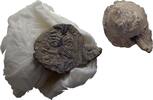 Ionien Ephesos Tessera Siegel -