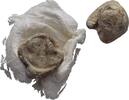 Ionien Ephesos Tessera Siegel -