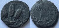 Acient Judea prutah Agrippa I (37-44) -