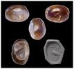 Ancient art  Greco-persian carnelian scaraboid stamp seal, later 1st. mi... 240,00 EUR  Excl. 22,00 EUR Verzending