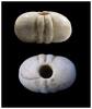 Ancient art Rare Egyptian Alabaster Mace head, Pre-Dynastic 3500-2800 BC -