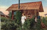 USA Cedar Stump Washington vintage, stamped postcard -